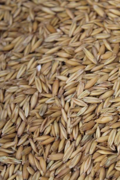 燕麦片图片下载