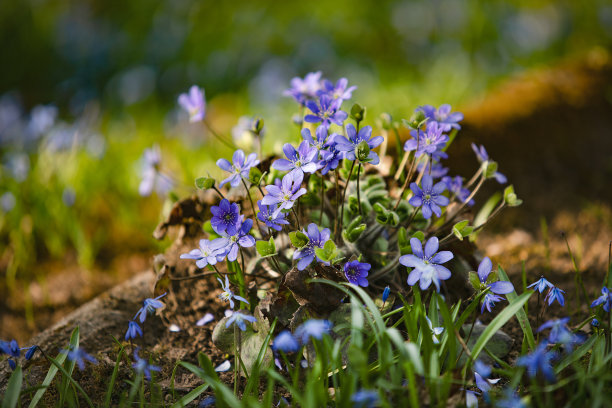 蓝色的鲜花生长在天然森林。图片以盛开、春天、清新、蓝色的花朵为插图。图片下载