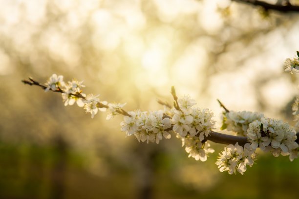 日出梅花图片下载