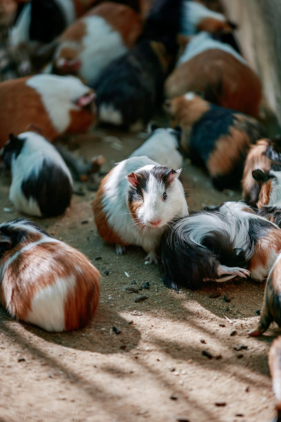 仓鼠派对-仓鼠图片下载