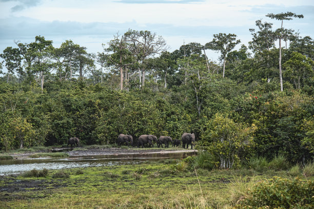 刚果热带雨林中的非洲森林象群图片下载