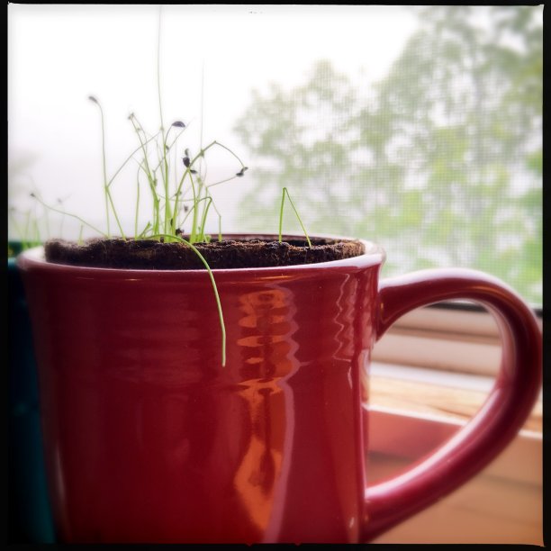 窗台上咖啡杯里的韭菜苗图片下载