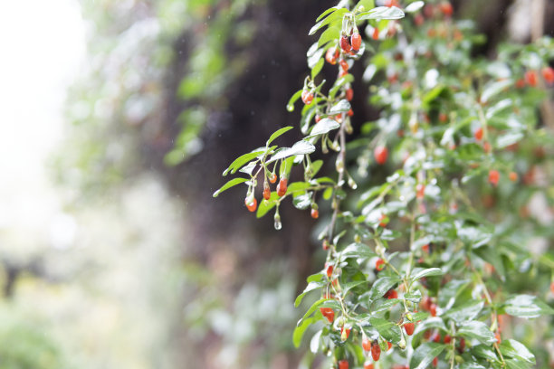雨后阳光下的枸杞树图片下载