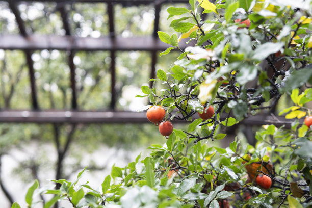 雨后阳光下的樱桃番茄树图片下载