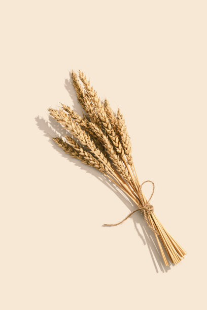 成熟的金色麦穗靠近。背景与成熟的穗谷类植物。秋收时节的概念。图片下载