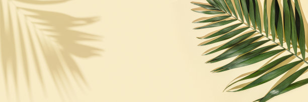 夏季最小的背景与自然的绿色棕榈叶与阳光阴影。色彩柔和的棕榈植物美学照片。图片下载