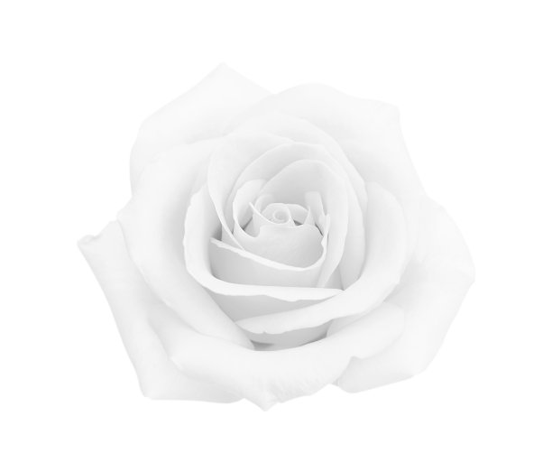 白色灰色玫瑰孤立在白色背景，软焦点和剪切路径。图片下载