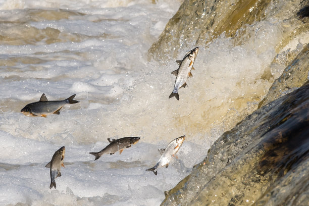鱼类向上游产卵。文巴越过文塔河上的瀑布。Kuldiga、拉脱维亚图片下载