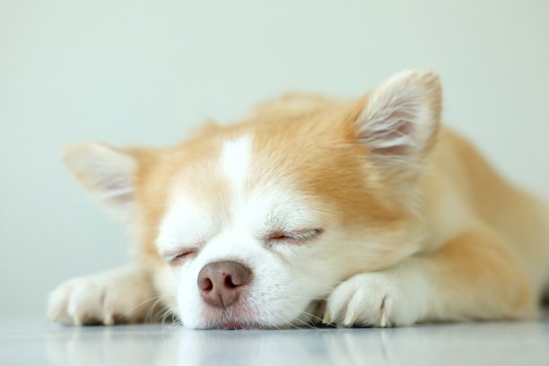 布朗奇瓦瓦狗图片下载