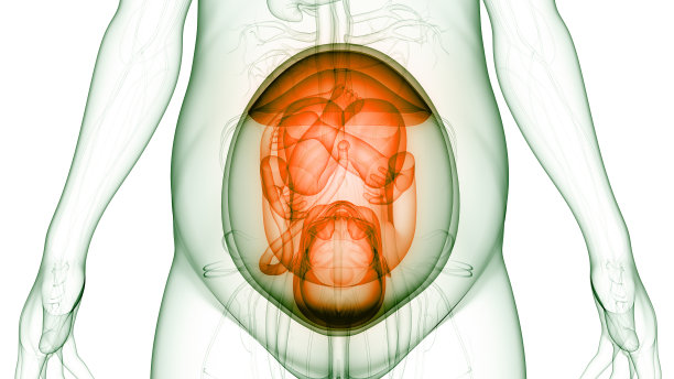 子宫解剖学中的胎儿图片下载