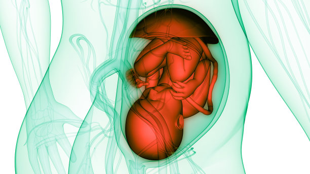 胎儿子宫解剖中的婴儿图片下载