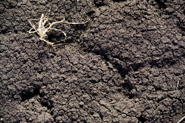 干农田。图片下载