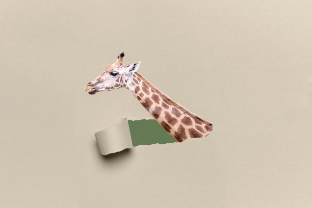 长颈鹿的头和长脖子从撕破的棕色纸板里出来图片下载