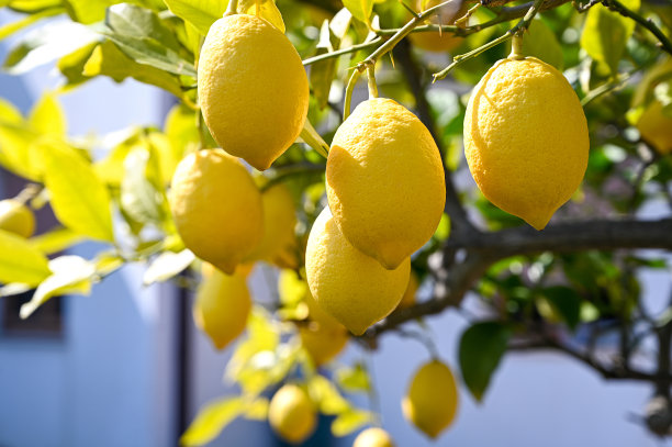 在意大利花园的柠檬树枝上，一串串新鲜的黄柠檬图片下载