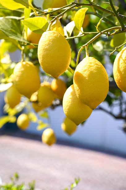 在意大利花园的柠檬树枝上，一串串新鲜的黄柠檬图片下载