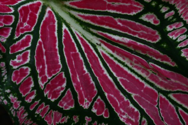 芋头叶图片下载