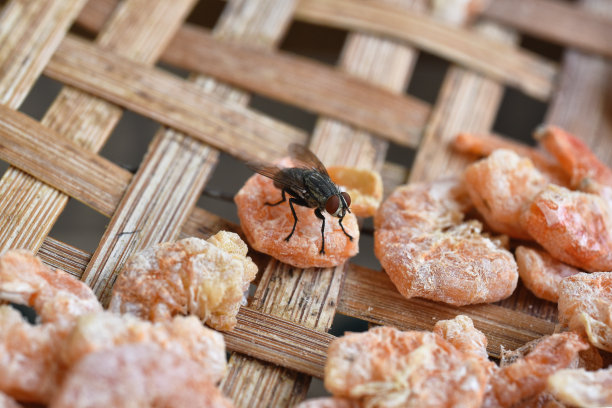 苍蝇以虾干为食，苍蝇传播病菌爆发，肮脏的食物是不良卫生条件导致腹泻疾病。图片下载