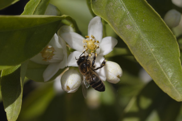 一只蜜蜂正在蜜橘树上的一朵花上工作。图片下载