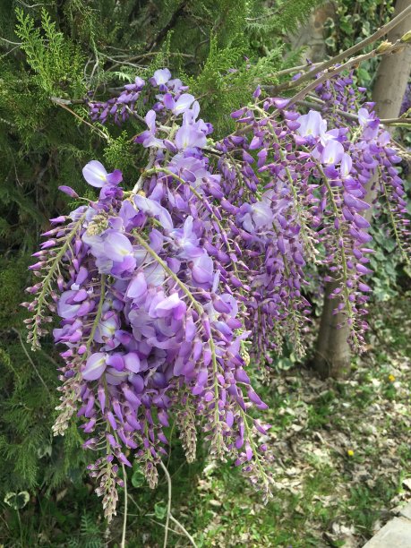 紫色的花图片下载