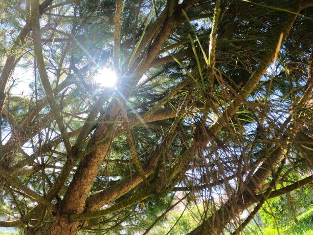 花植物色树自然图片下载