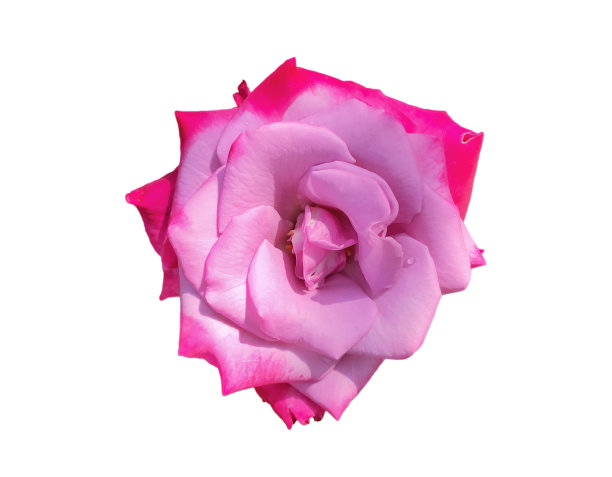 白色背景上的玫瑰可以用来制作卡片或组成图像。图片下载