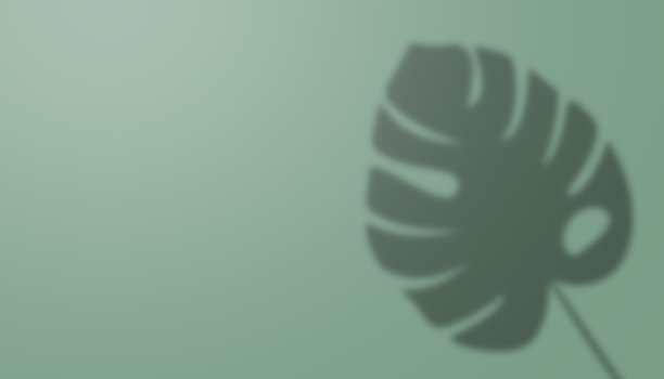 绿墙背景上的怪物树叶的影子图片下载