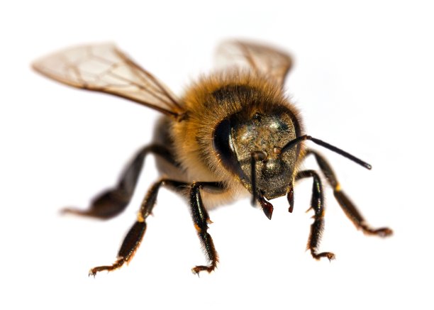 蜜蜂或蜜蜂蜜蜂孤立在白色图片下载