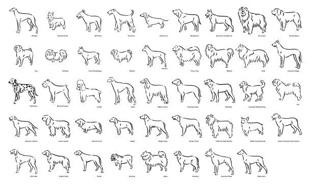 可爱的狗品种纯种集图片下载