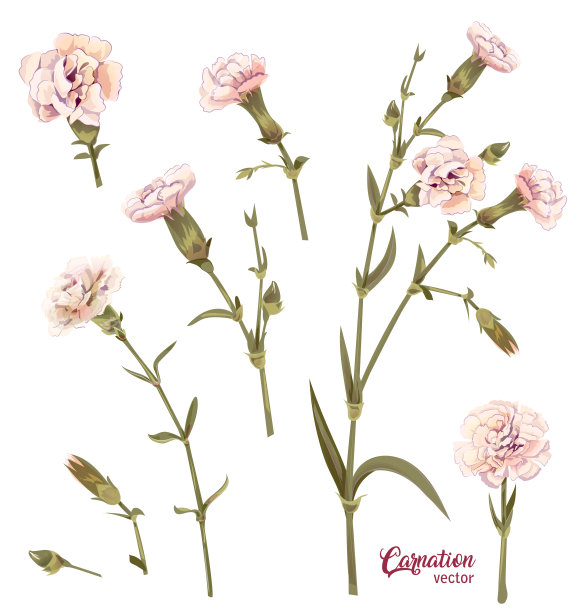 一组康乃馨。白色的花，芽，绿叶，茎，白色的背景。数字绘画，母亲节插图。精致的花卉设计在水彩风格，复古，向量图片下载