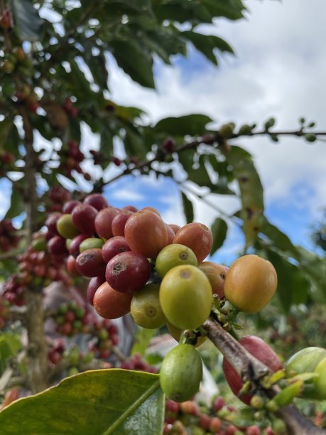 阿拉比卡咖啡凯林奇图片下载
