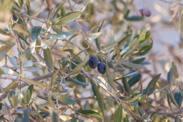 两颗成熟的黑橄榄图片下载