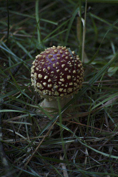 黑耳蝇(白耳蝇)图片下载