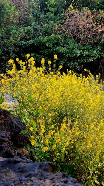 春天在韩国图片下载