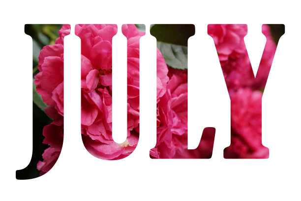 文字从大自然七月花的背景孤立上白色图片下载