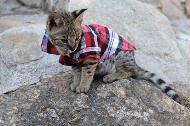 F1大草原猫美丽的斑纹穿着宠物衣服图片下载