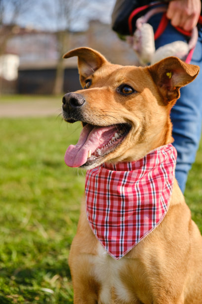 宠物肖像动物朋友雪橇狗红头看着相机。版本2图片下载