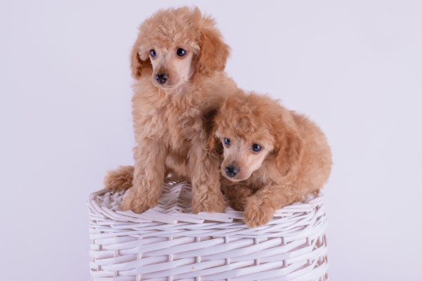 两只玩具狮子狗在白色的背景上图片下载