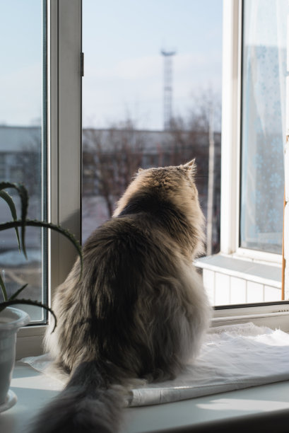 灰猫坐在窗台上，看着窗外，在室内。后视图，垂直照片图片下载