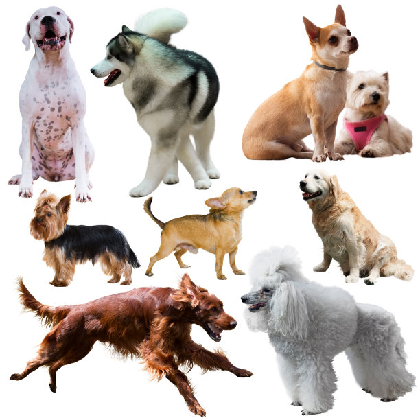一大群狗孤立在白色的背景上图片下载