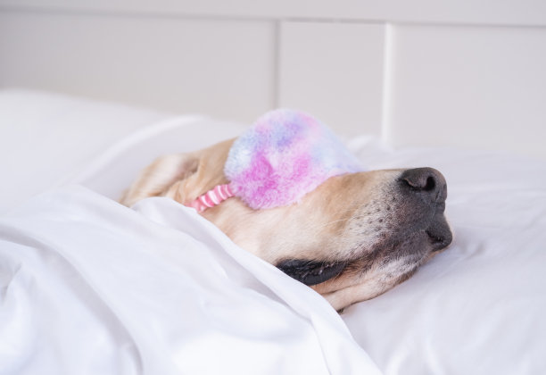金毛猎犬戴着粉色睡眠面具睡觉。狗躺在一张白色的床上，盖着一条毯子。图片下载