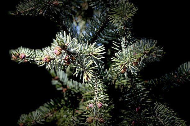 松树花图片下载