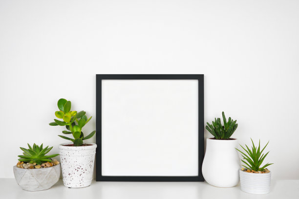在白墙上的白色架子上用多肉植物模拟出一个黑色框架图片下载