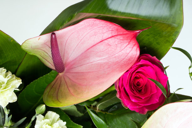 美丽的花束由新鲜的红玫瑰和红掌制成图片下载