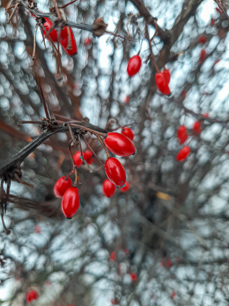 冬天在树枝上的小檗果实图片下载