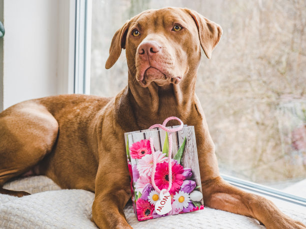 鲜艳的花朵躺在冰上。特写,没有人图片下载