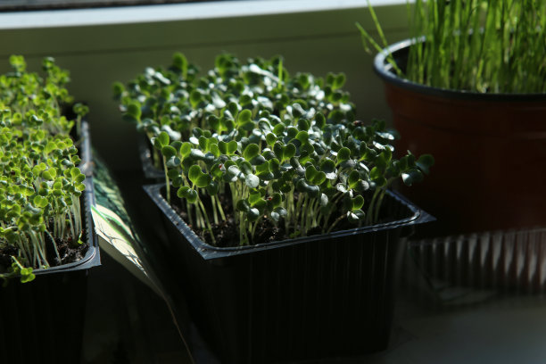 花椰菜在窗台上的容器里发芽。图片下载