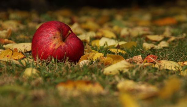 秋天的时候到了图片下载