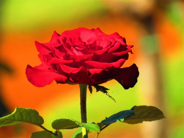 美丽的玫瑰花。图片下载