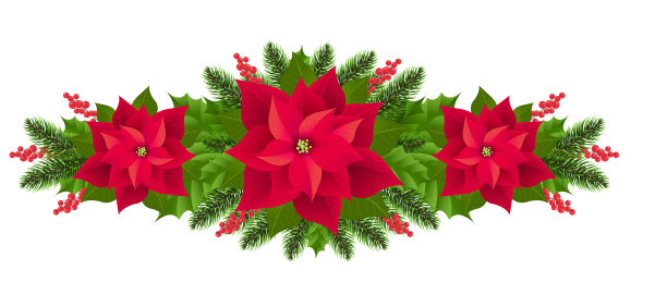 红一品红孤立花环与冷杉树图片下载