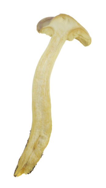 减半的李子和蛋奶沙司，红褐色口蘑在白色背景分离图片下载